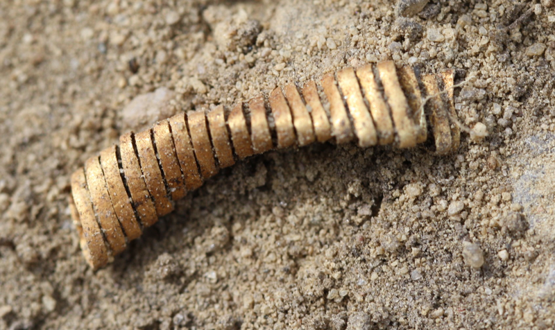 Illustration for article titled Archaeologists Baffled By 2,000 Tiny Gold Spirals Discovered In Denmark